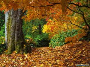 Autumn-Leaves2